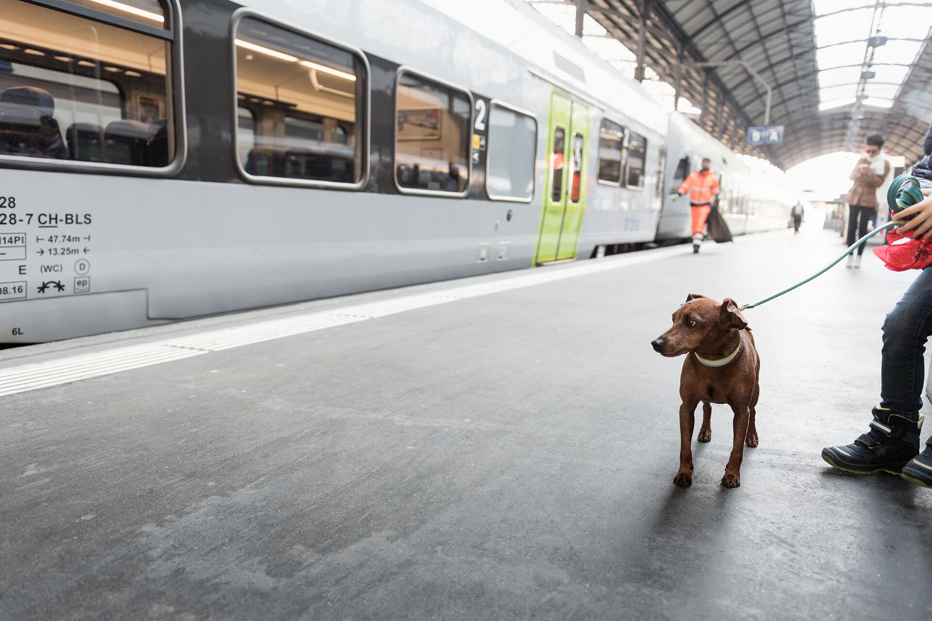 Carte de légitimation des chiens d’utilité référencée sur le SwissPass dès l’année prochaine